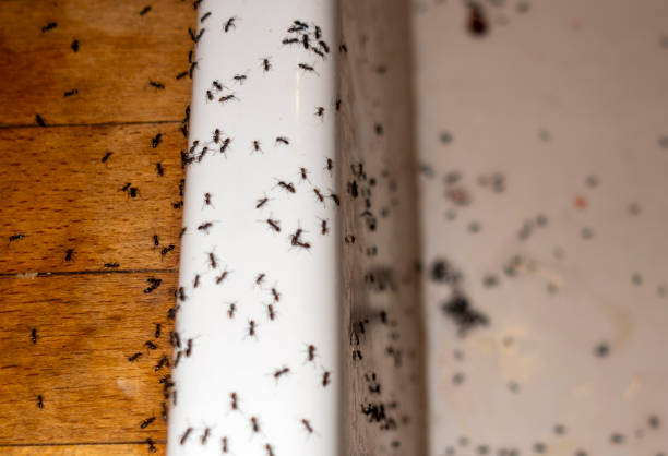 Best Ant Control Services  in Manatee Road, FL